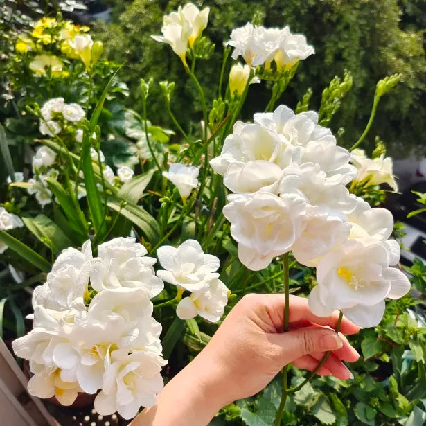 💐Freesia Bulbs – Easy to Grow, Long-Lasting Fragrance