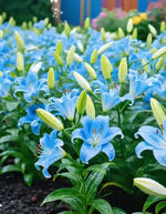 🌺Perfume Lily Bulbs—Fresh and Sweet