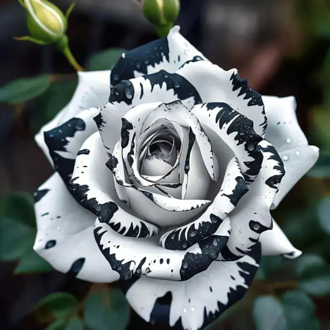 Blue Enchantress Rose Seeds For Garden