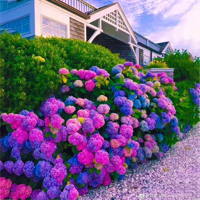 🌈Mix Hydrangea Seeds - Beautiful and Hardy Perennial Seeds for Your Garden