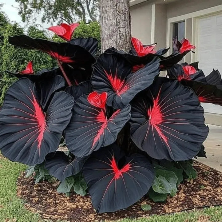🌿 Rainbow Rare Hosta Flower Seeds🎁2025 Special Offer