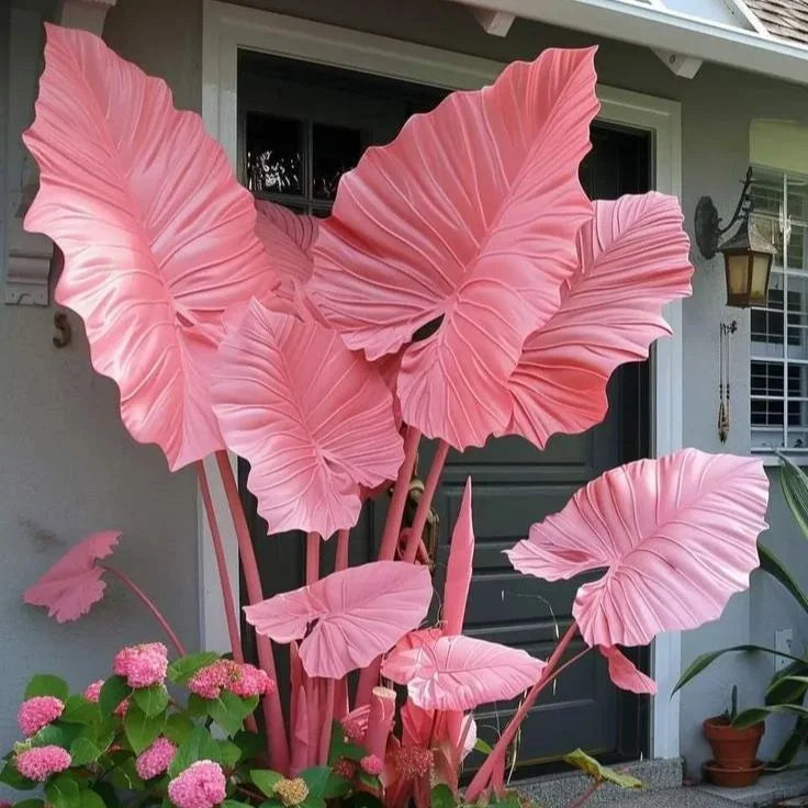 Giant Alocasia Bulbs🍃Transform Your Space with Tropical Majesty