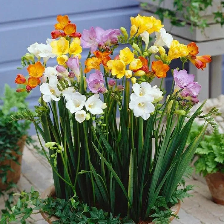 💐Freesia Bulbs – Easy to Grow, Long-Lasting Fragrance