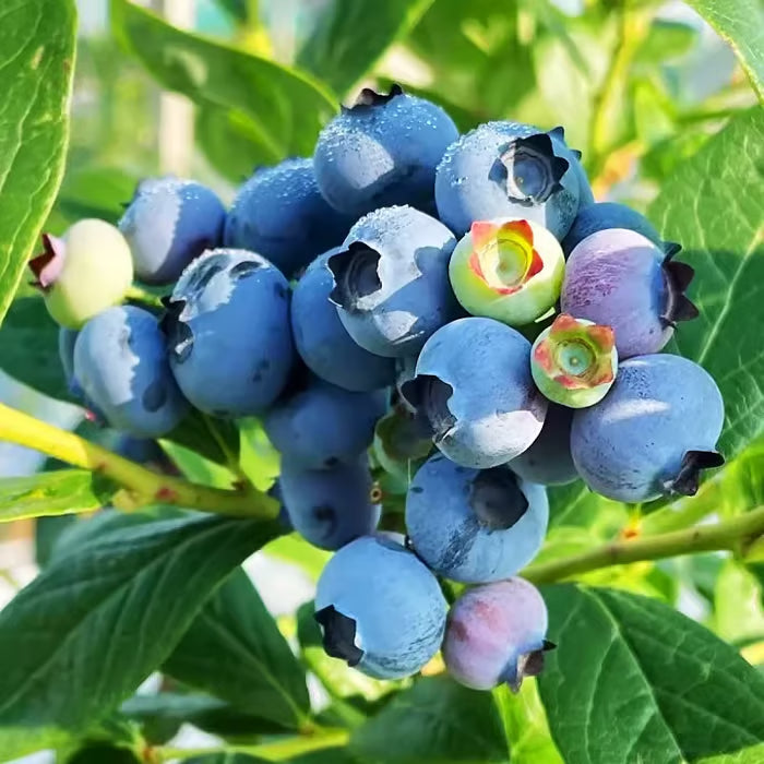 King of Berries - Blueberry Fruit Seeds - Four Seasons Plants