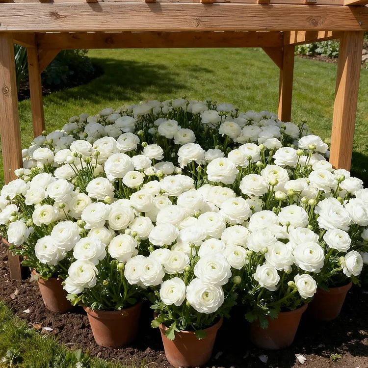 🌹Ranunculus Premium Mix Corms – Easy to Grow