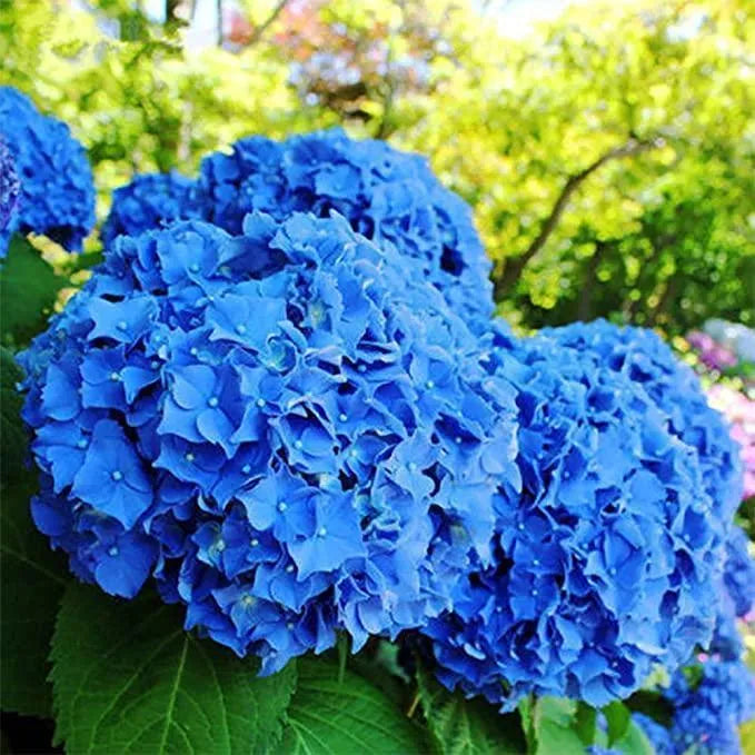 🌈Mix Hydrangea Seeds - Beautiful and Hardy Perennial Seeds for Your Garden