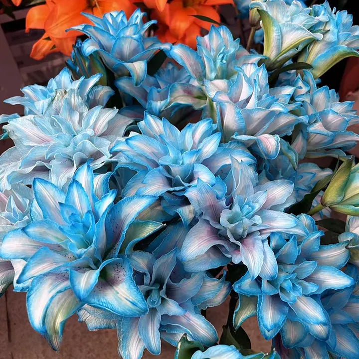 🌸Rare - 💙 Blue Lily
