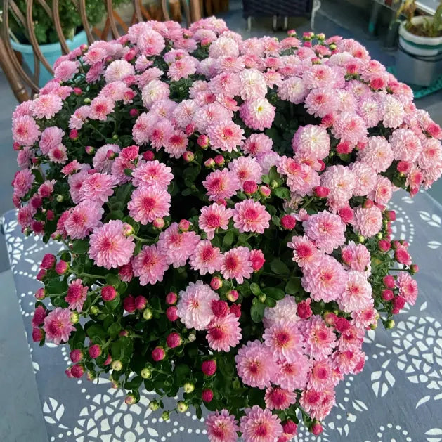 🌼Mix Colors Multiflora Chrysanthemum Seeds