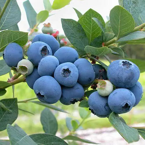 King of Berries - Blueberry Fruit Seeds - Four Seasons Plants