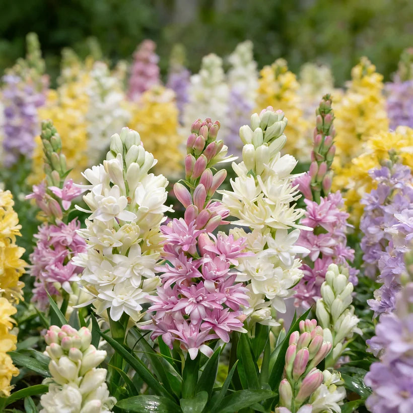 🌺Double Perfume Tuberose Bulbs—Moon Garden Flower