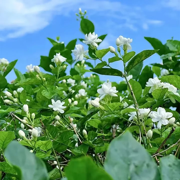 LAST DAY Promotion 49% OFF 🌸 Jasmine Potted Plant