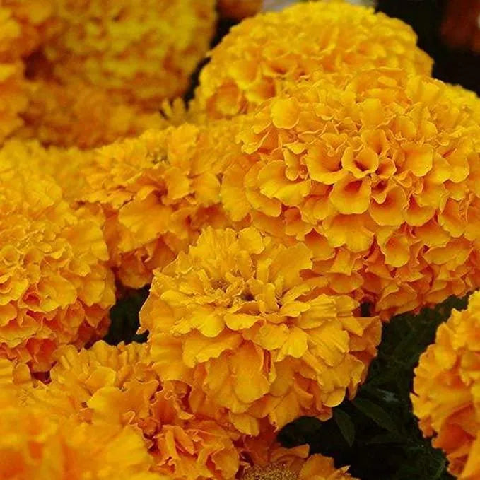 🌈Mix Hydrangea Seeds - Beautiful and Hardy Perennial Seeds for Your Garden