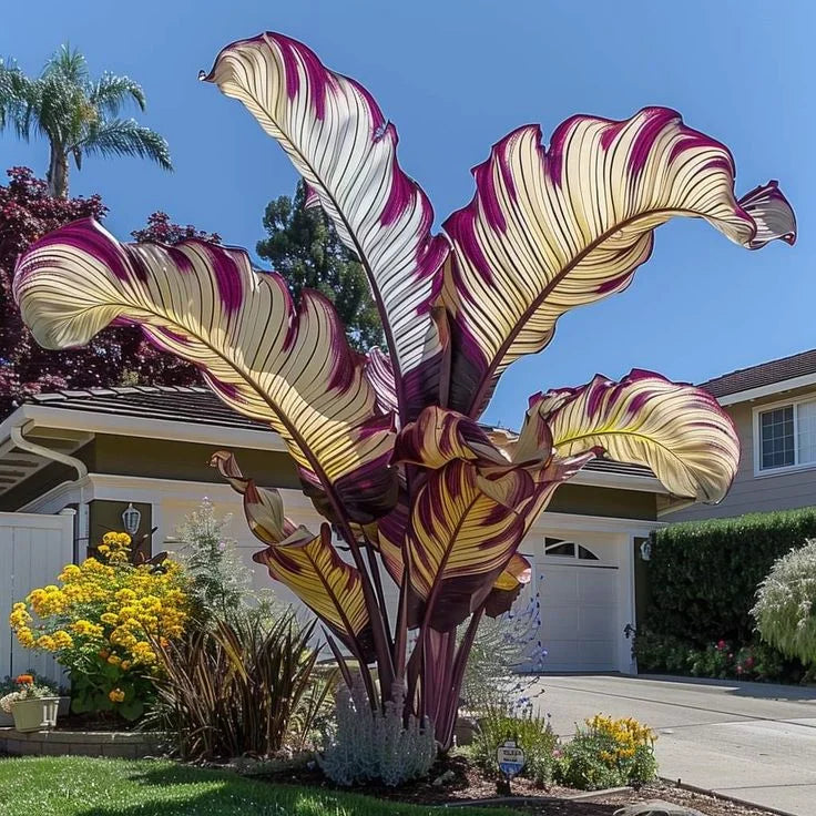 Giant Alocasia Bulbs🍃Transform Your Space with Tropical Majesty
