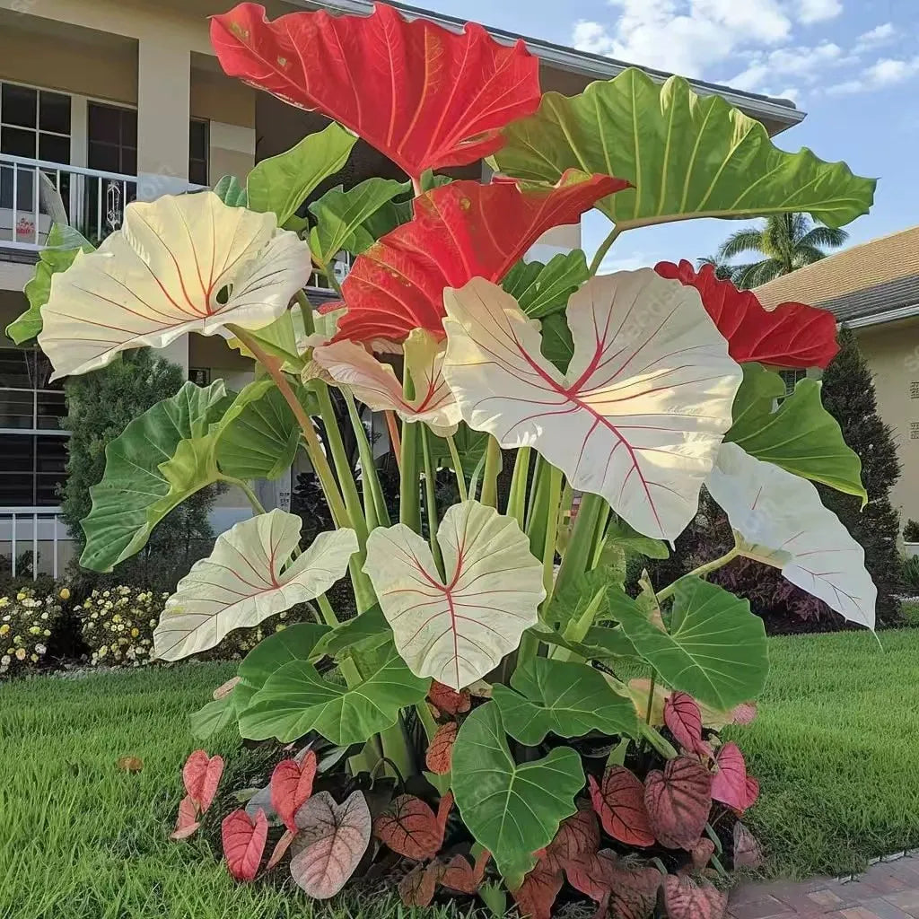 🌿 Rainbow Rare Hosta Flower Seeds🎁2025 Special Offer