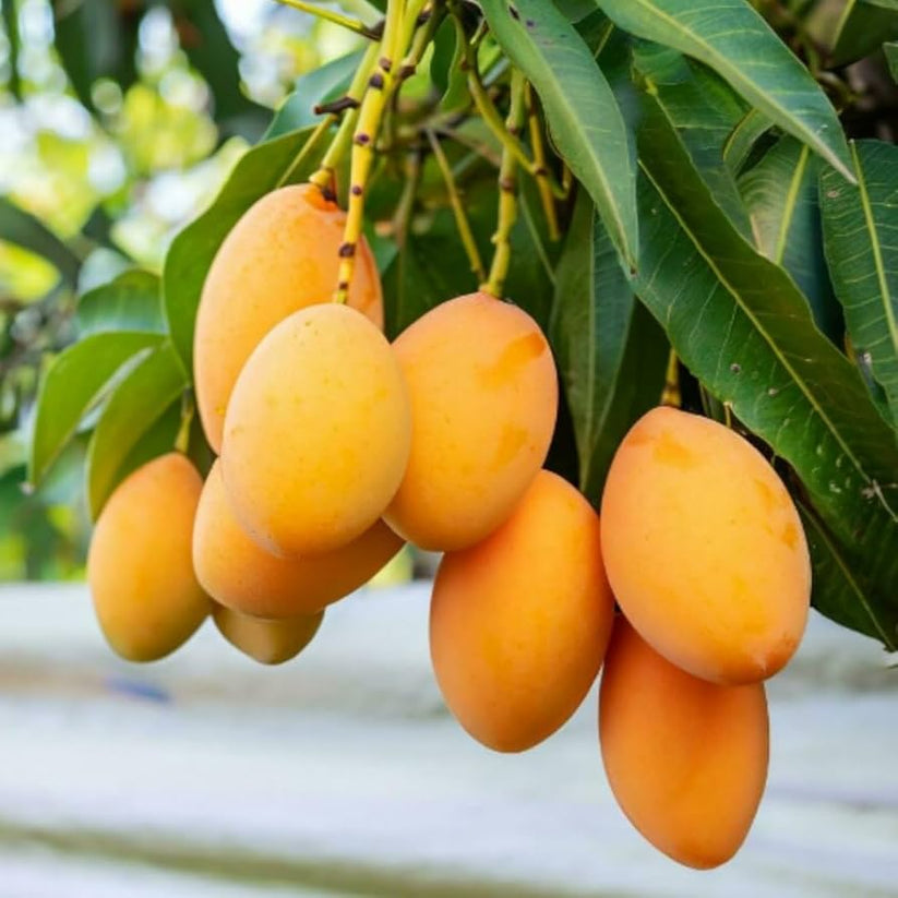 Mango Fruit Seed For Planting - Heirloom Non-GMO Mango  Seeds