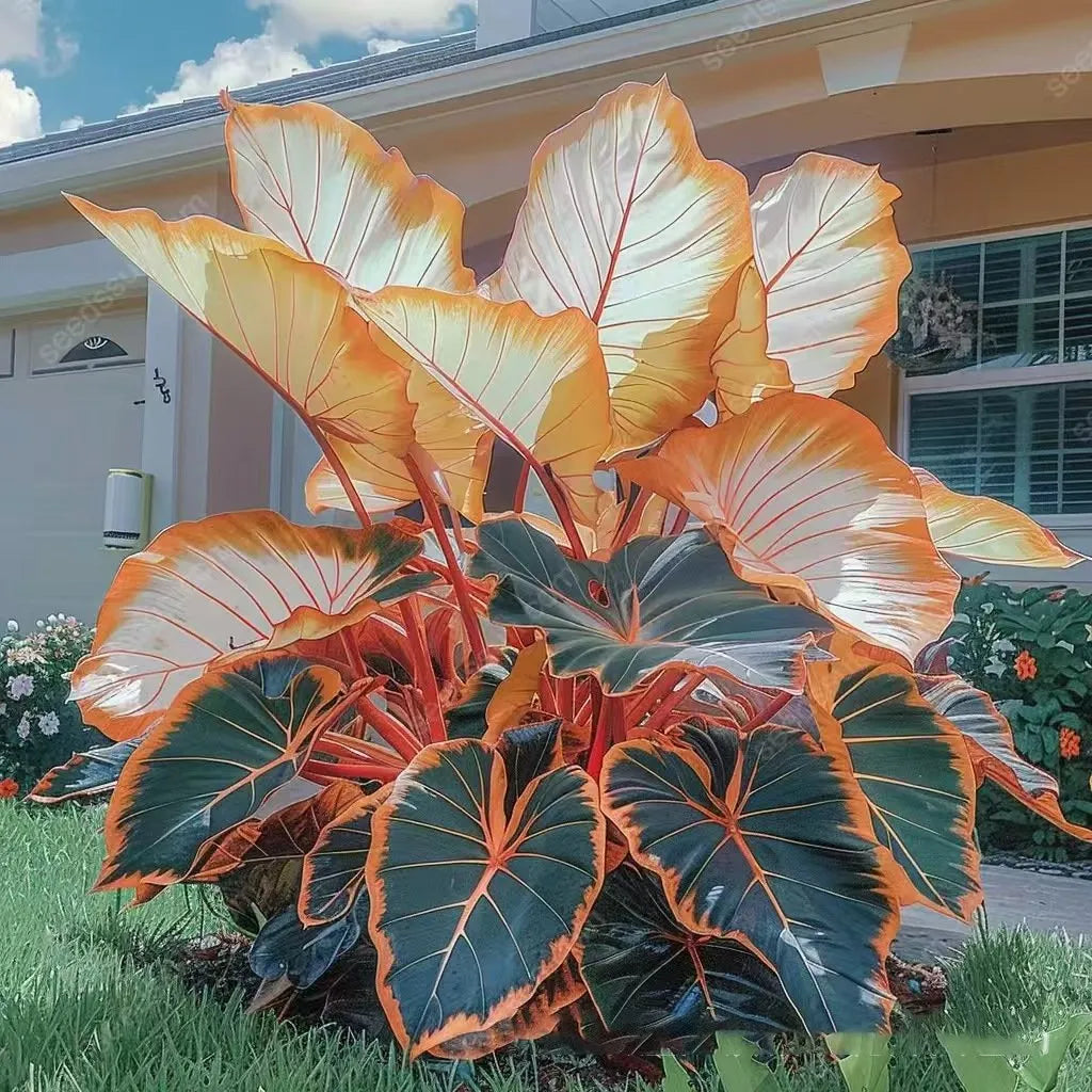 🌿 Rainbow Rare Hosta Flower Seeds🎁2025 Special Offer