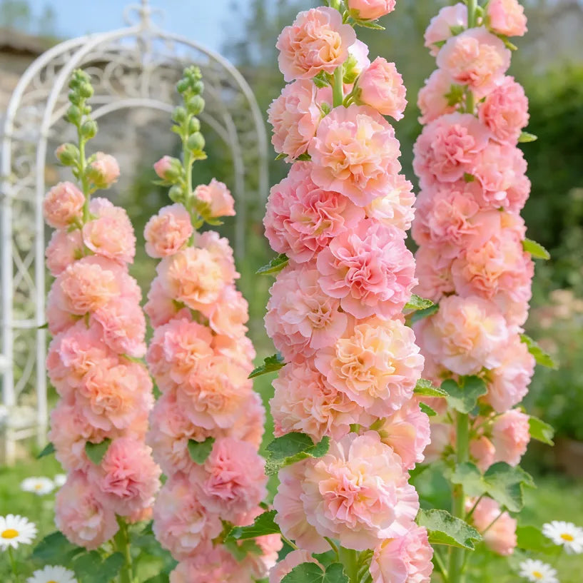 🌸Double Fragrant Hollyhock Seeds