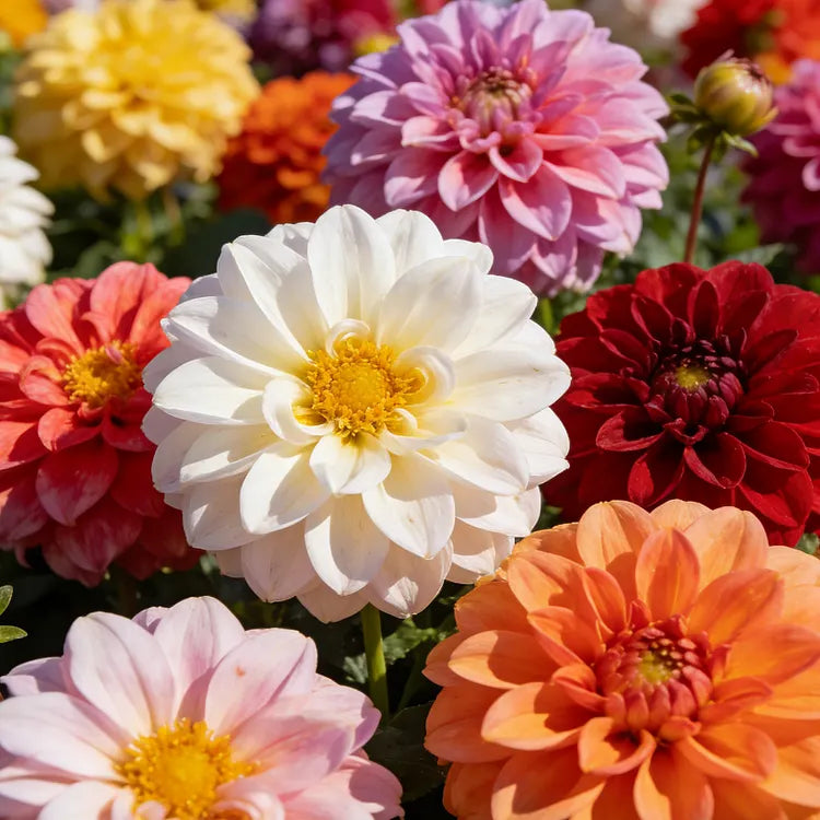 💐Double Dahlia Mixed Color Seeds