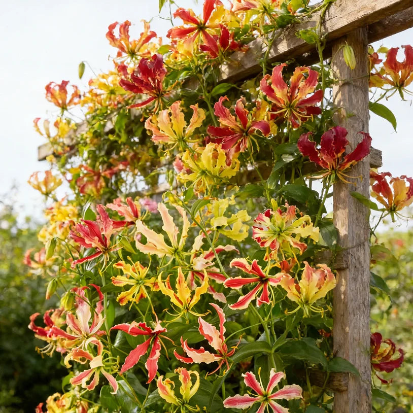 💐Gloriosa Lily—Life, Passion Never Dies