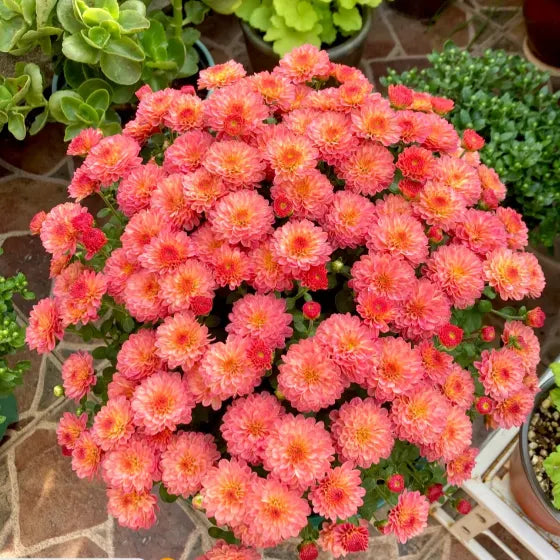 🌼Mix Colors Multiflora Chrysanthemum Seeds