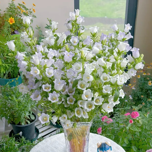 🌺Canterbury Bells Seeds