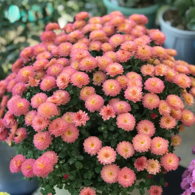 🌼Mix Colors Multiflora Chrysanthemum Seeds