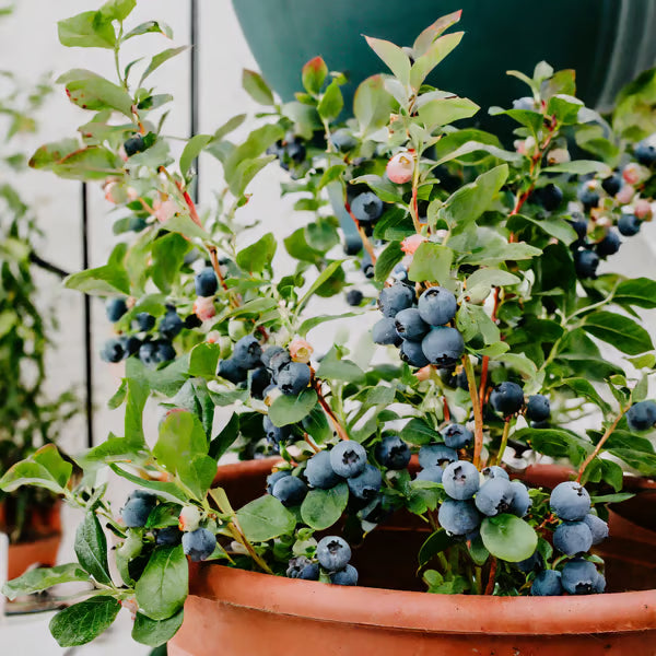 King of Berries - Blueberry Fruit Seeds - Four Seasons Plants