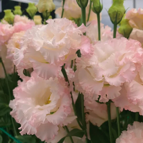 🌺Lisianthus - Sincere Love