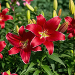 🌺Perfume Lily Bulbs—Fresh and Sweet