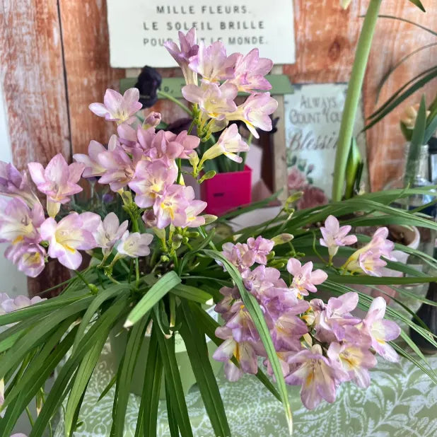 💐Freesia Bulbs – Easy to Grow, Long-Lasting Fragrance