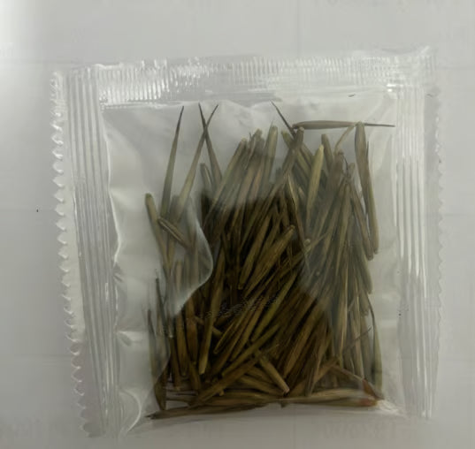 🎍Lucky Bamboo Cypress Seeds – Hardy, Easy-Grow Evergreen for Garden & Home
