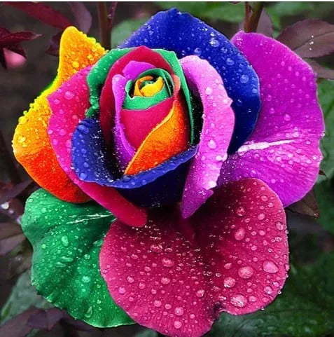Black Buck Rose Seeds