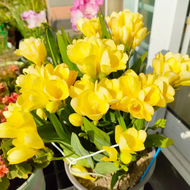 💐Freesia Bulbs – Easy to Grow, Long-Lasting Fragrance