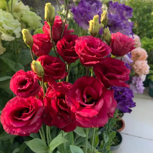 🌺Lisianthus - Sincere Love