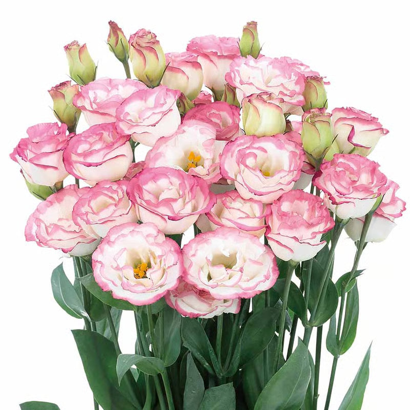 🌱12 Days Germination🔥Eustoma Thornless Rose💐Lisanthus Seeds