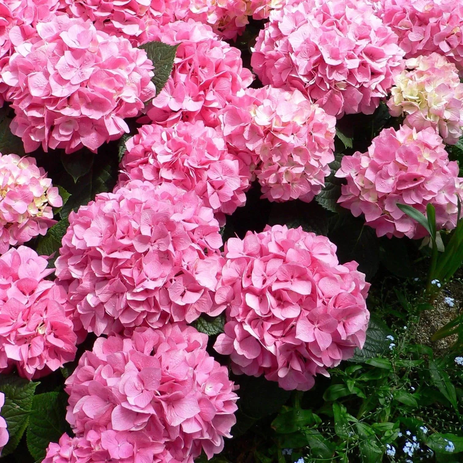 🌈Mix Hydrangea Seeds - Beautiful and Hardy Perennial Seeds for Your Garden