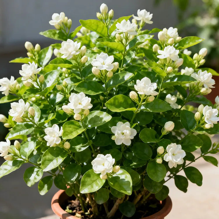 🌼Double Fragrant Jasmine Seeds