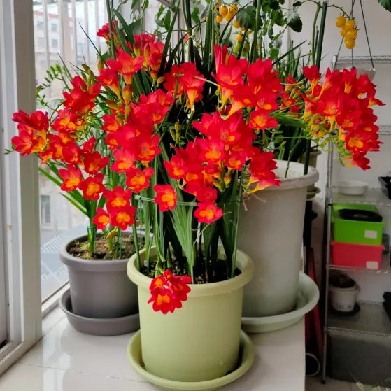 💐Freesia Bulbs – Easy to Grow, Long-Lasting Fragrance