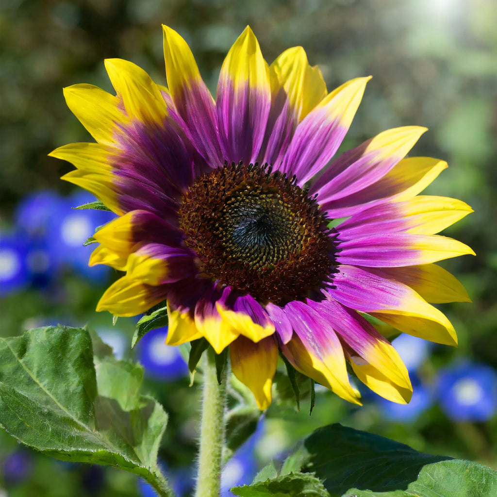🌻Purple Heart Sunflower Seeds