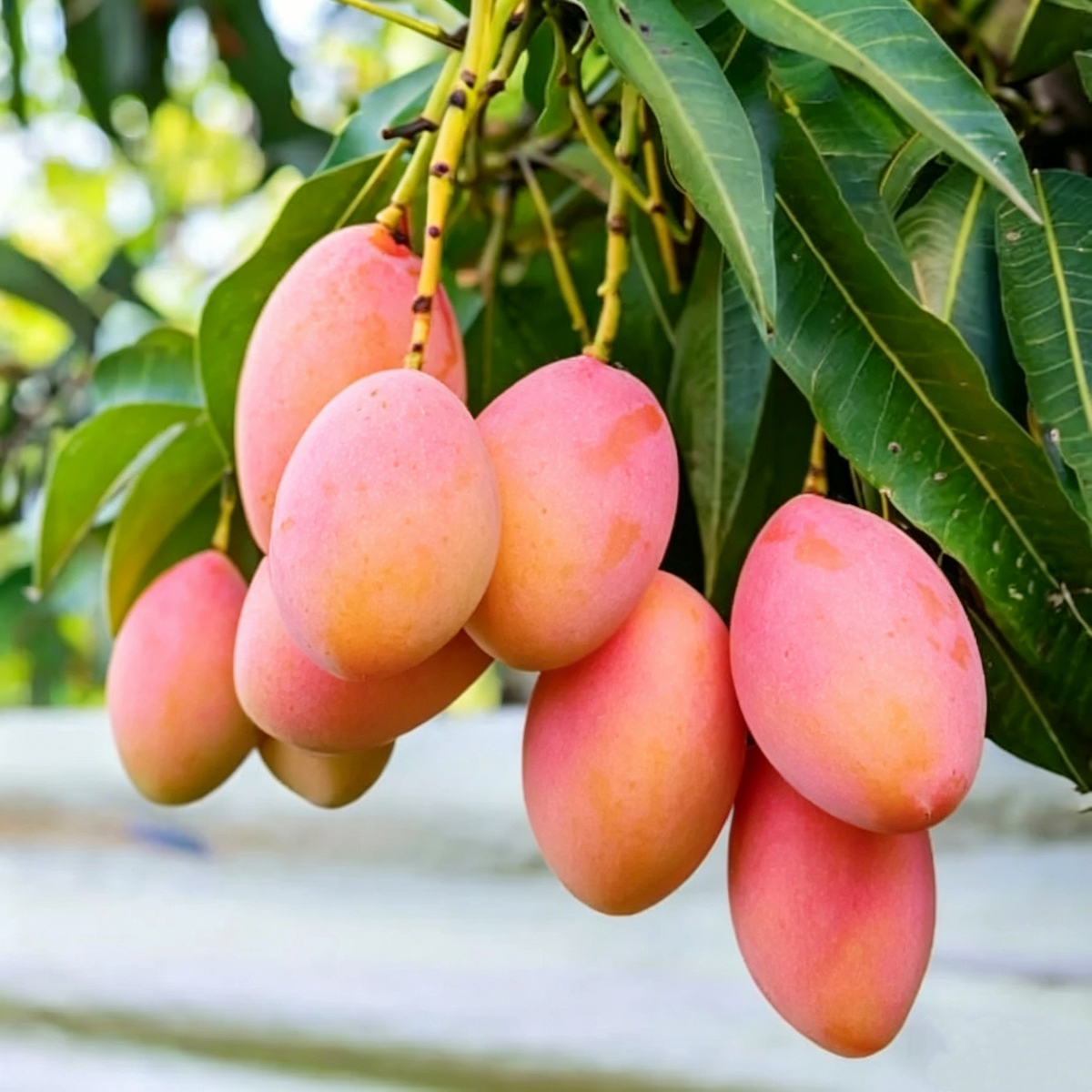Mango Fruit Seed For Planting - Heirloom Non-GMO Mango  Seeds