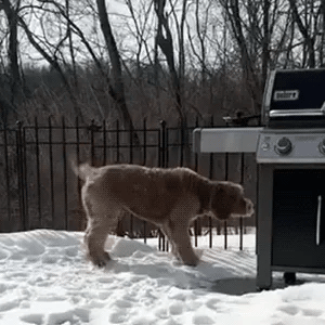Ultrasonic Dog Repeller