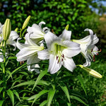🌺Perfume Lily Bulbs—Fresh and Sweet
