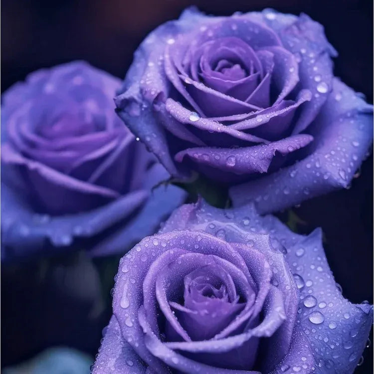 Black Buck Rose Seeds