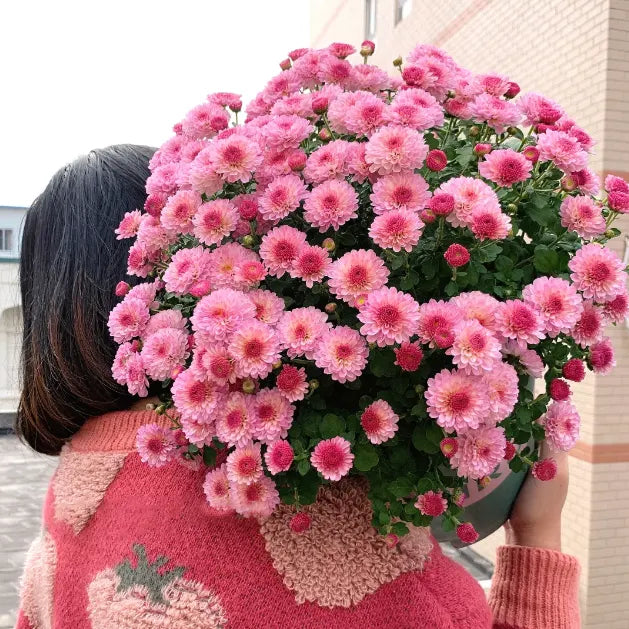 🌼Mix Colors Multiflora Chrysanthemum Seeds