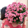 🌼Mix Colors Multiflora Chrysanthemum Seeds