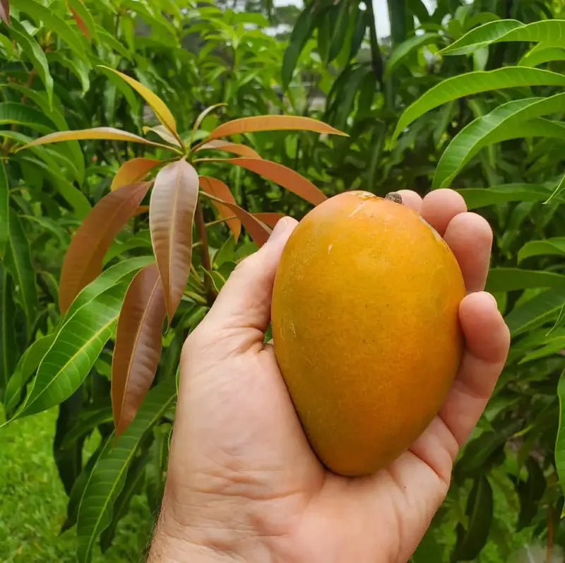 Mango Fruit Seed For Planting - Heirloom Non-GMO Mango  Seeds