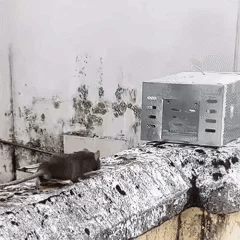 Stainless Steel Automatic Mousetrap