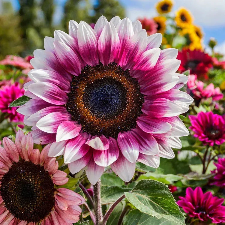 Midnight Blaze Sunflower Seeds