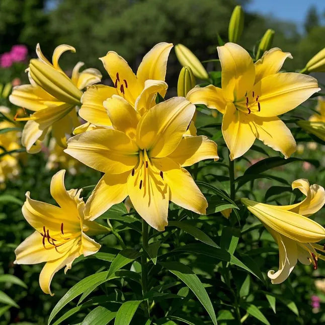 🌺Double Perfume Lily Bulbs—Fresh and Sweet