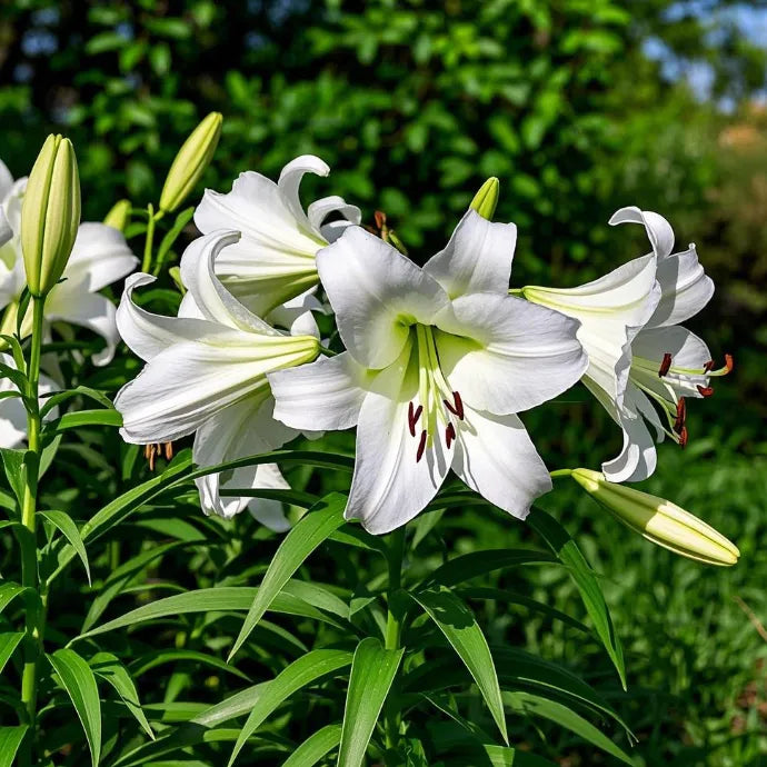 🌺Double Perfume Lily Bulbs—Fresh and Sweet